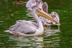 0007-gannet pelican