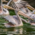 0008-gannet pelican
