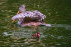 0011-gannet pelican