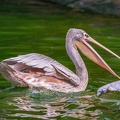 0012-gannet pelican
