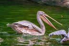 0012-gannet pelican