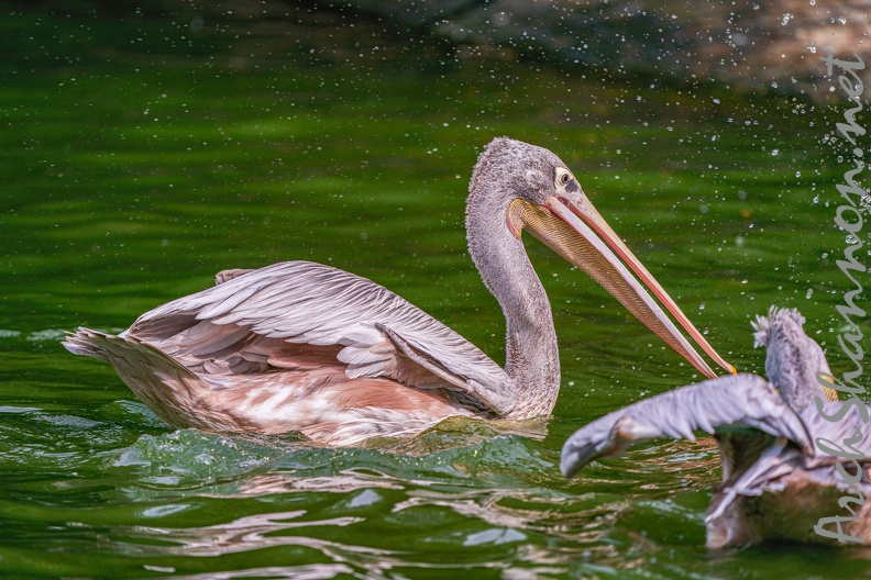 0013-gannet pelican