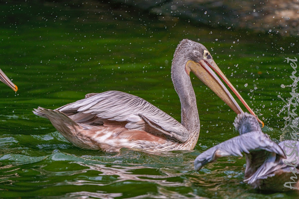 0014-gannet pelican
