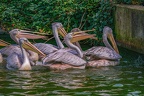 0015-gannet pelican