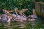 0016-gannet pelican