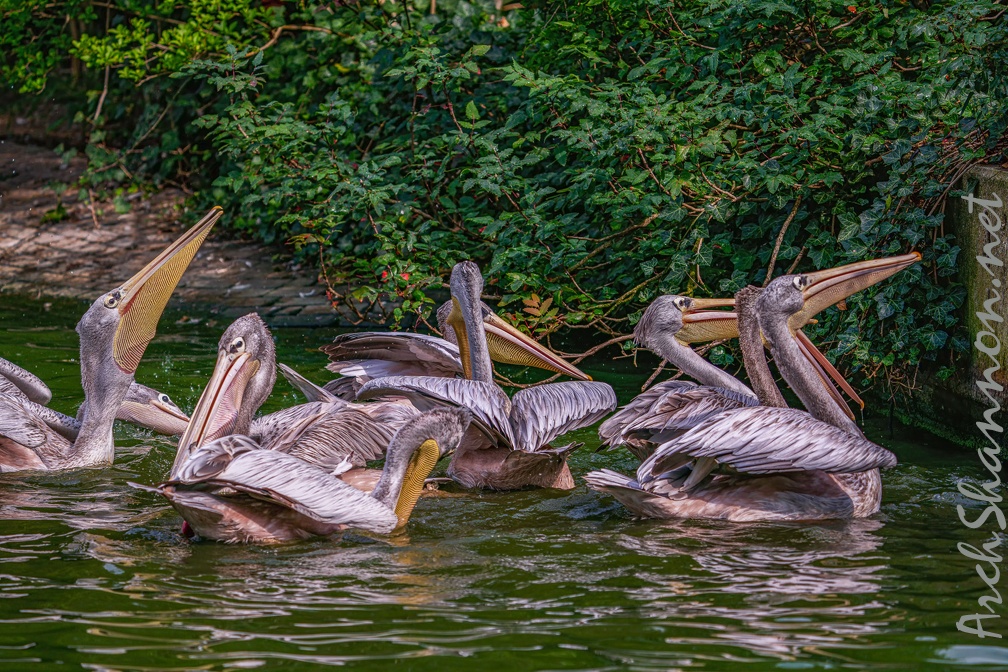 0019-gannet pelican