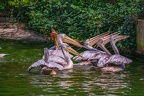 0020-gannet pelican