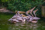 0021-gannet pelican