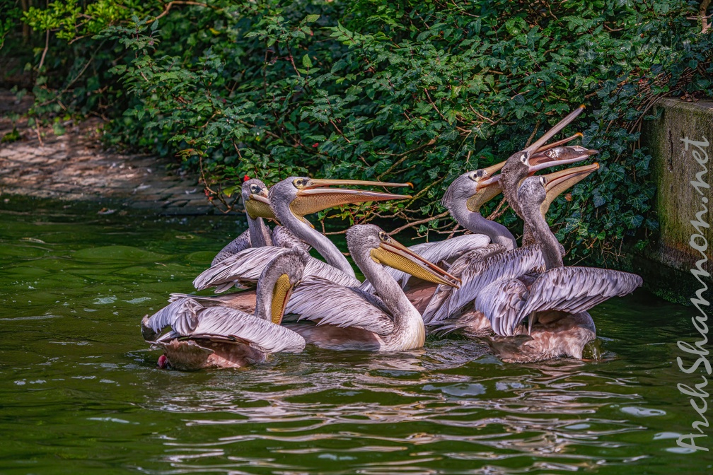 0022-gannet pelican