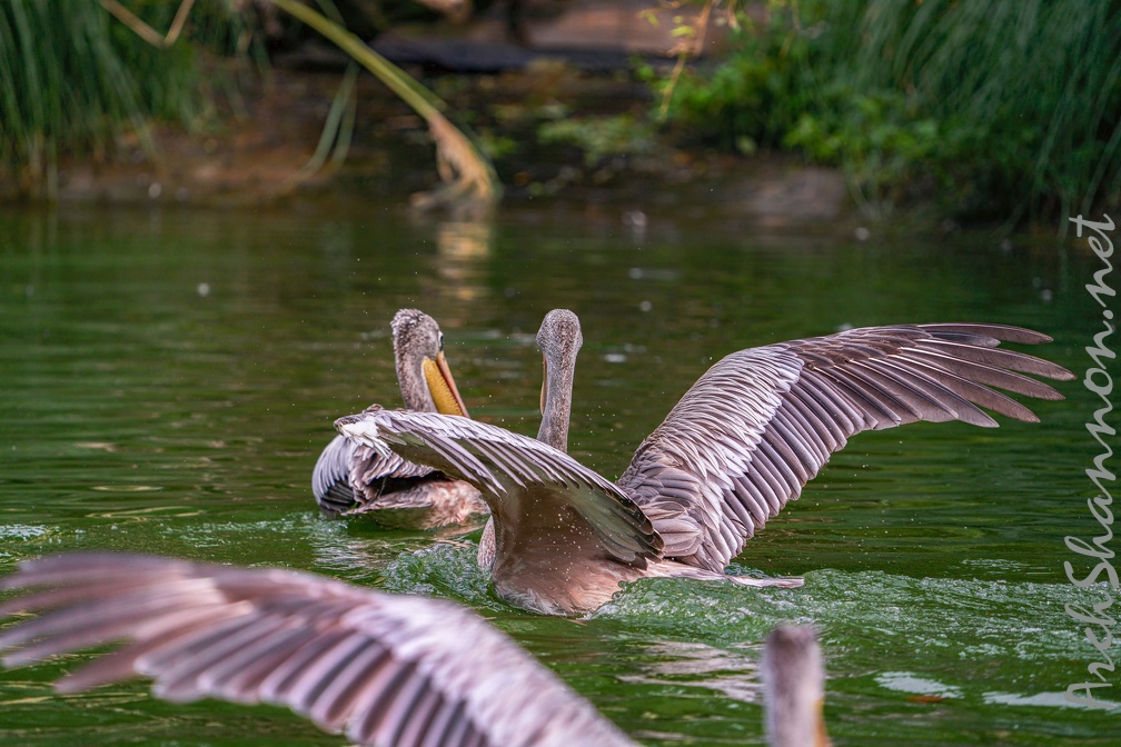 0023-gannet pelican