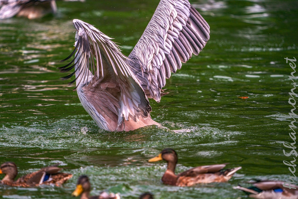 0024-gannet pelican