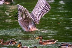 0024-gannet pelican