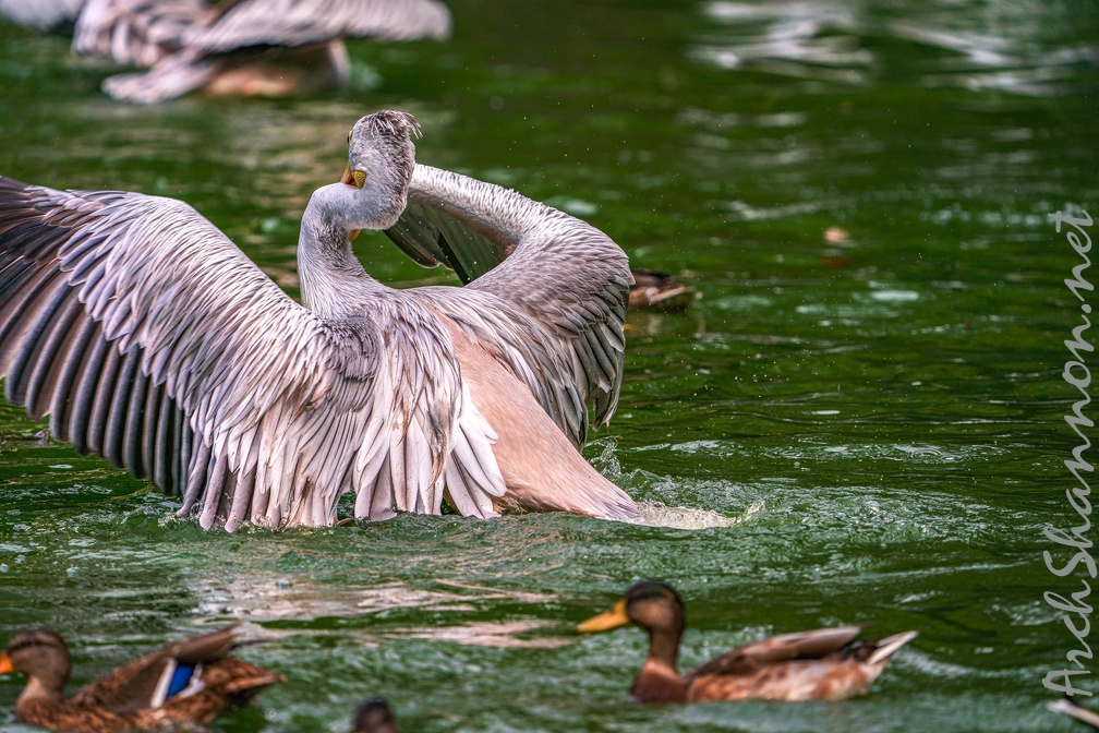 0025-gannet pelican
