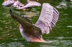 0026-gannet pelican