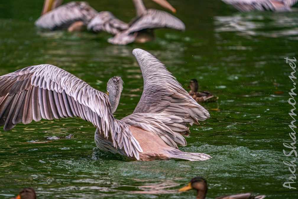 0027-gannet pelican