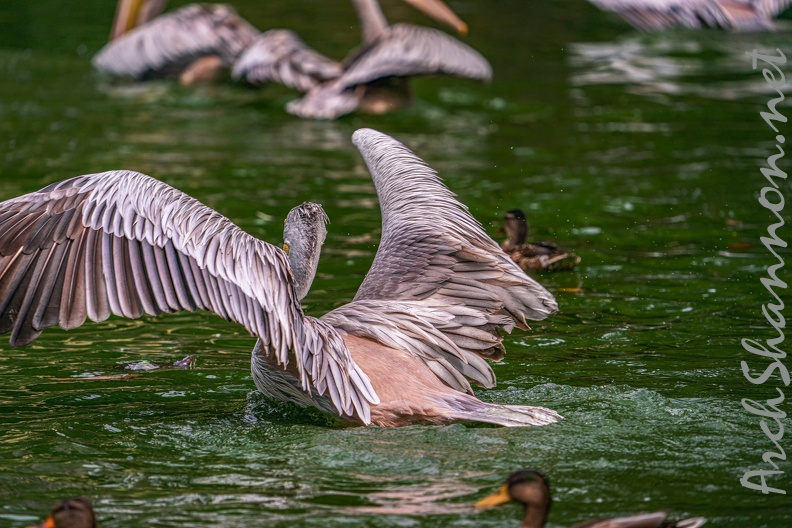 0027-gannet pelican.jpg