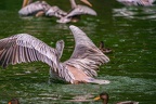 0027-gannet pelican