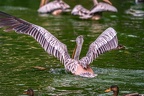 0028-gannet pelican
