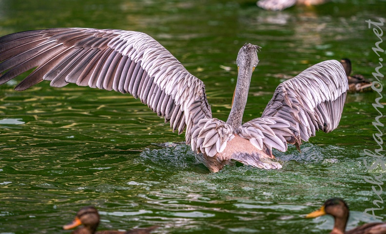0029-gannet pelican