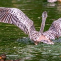 0029-gannet pelican