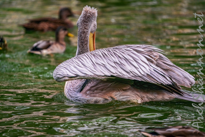 0030-gannet pelican