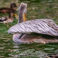 0030-gannet pelican