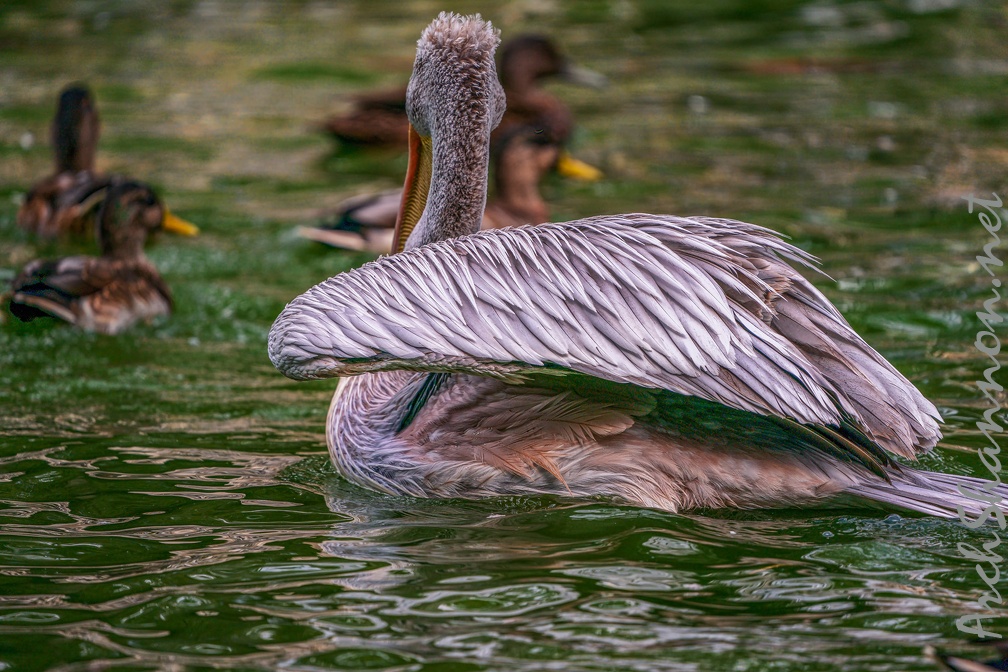 0031-gannet pelican
