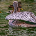 0031-gannet pelican