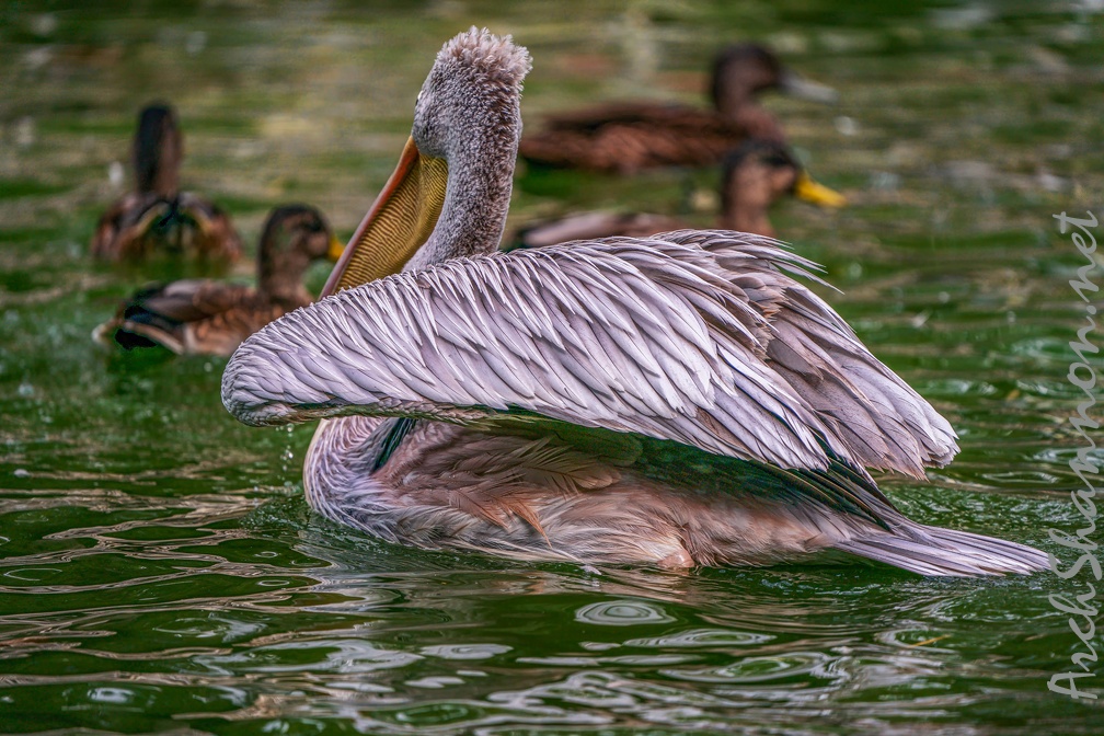 0032-gannet pelican