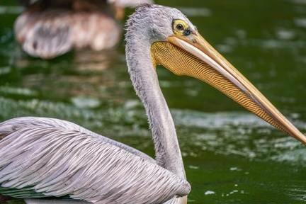 0033-gannet pelican