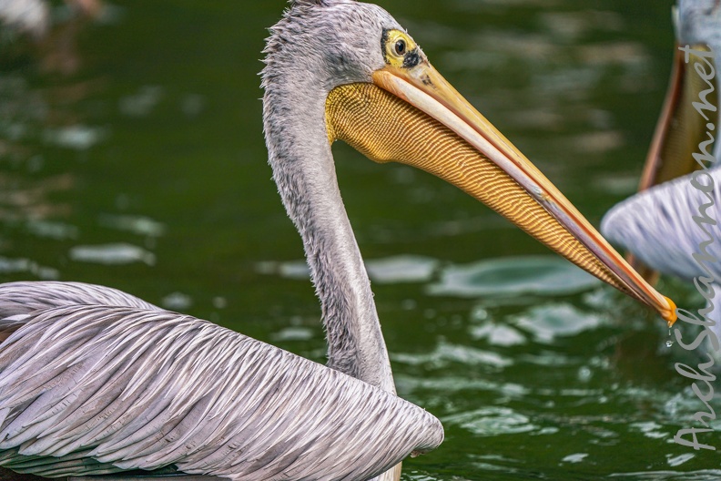 0034-gannet pelican.jpg