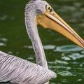 0034-gannet pelican