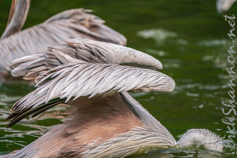 0035-gannet pelican.jpg