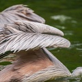 0035-gannet pelican