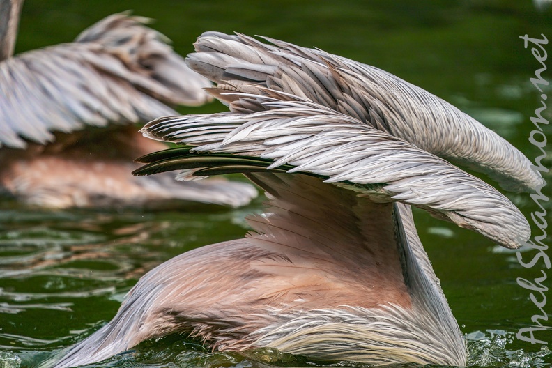 0036-gannet pelican.jpg