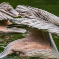0036-gannet pelican