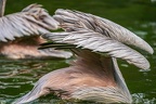 0036-gannet pelican