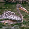 0037-gannet pelican