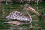 0037-gannet pelican