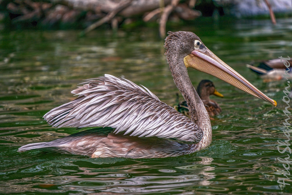 0038-gannet pelican