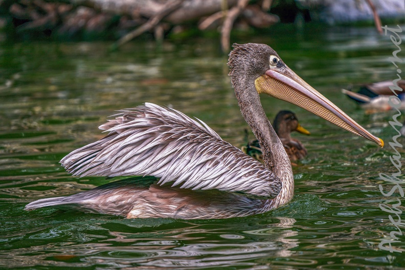 0038-gannet pelican
