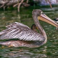 0039-gannet pelican