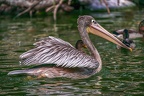 0039-gannet pelican