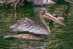0040-gannet pelican