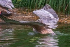 0043-gannet pelican