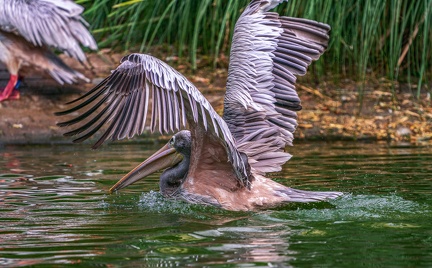 0044-gannet pelican