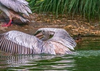 0045-gannet pelican