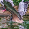 0046-gannet pelican