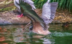 0046-gannet pelican