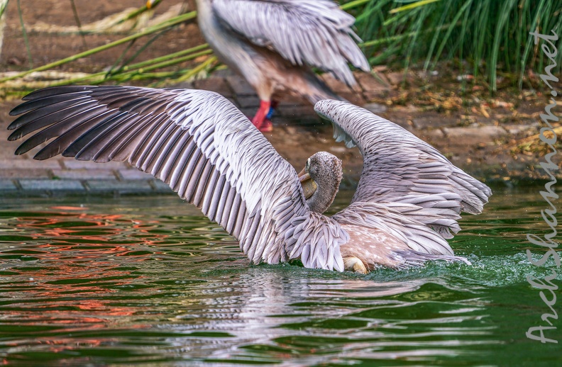 0047-gannet pelican.jpg
